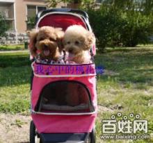寵物推車 便捷出行，呵護(hù)愛寵的健康生活